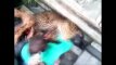 Tinkluose įsipainiojęs leopardas Indijoje sužeidė vyrą ir pabėgo