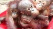 Orangutanų jaunikliai mokosi gyventi laukinėje gamtoje