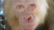 Borneo saloje aptiktas itin retas orangutangas albinosas
