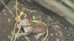 Indijoje išgelbėtas šulinyje įstrigęs leopardas