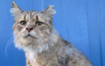 Galėsite girtis, kad turite lūšiuką namuose: katinėlis Liudvikas