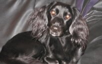 Spanielės mišrūnė Kuba ieško namų