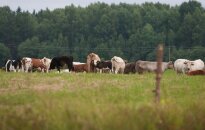 Lazdijų rajono ūkininkai bando naują verslo šaką