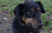 Vilniuje dingo šuo