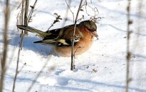 Orai: žiema ruošiasi priminti apie save
