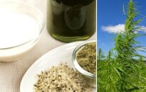 Kanapių sėklos, aliejus, pienas ir pluoštinės kanapės augalas (Shutterstock nuotr.)