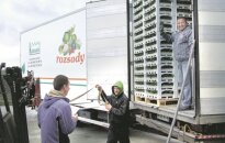 Iš Lenkijos atkeliavusius daigus tuoj priglaus Lietuvos žemė