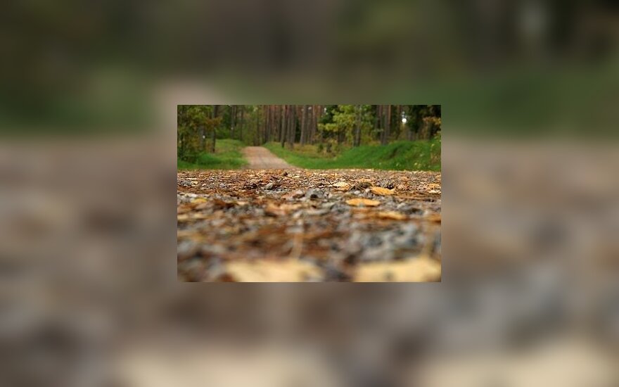Padangomis užtvertame miško kelyje tykojo plėšikas