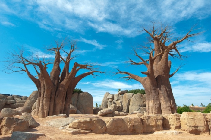 Kuo ypatingas baobabas