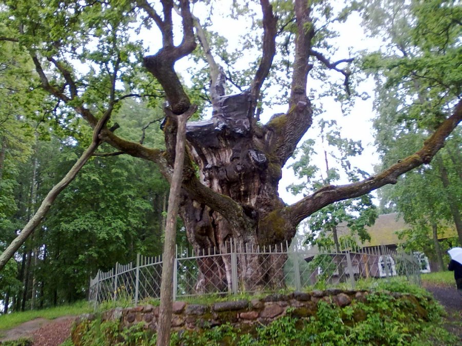 Vaizdo rezultatas pagal užklausą „seniausi lietuvos medžiai“
