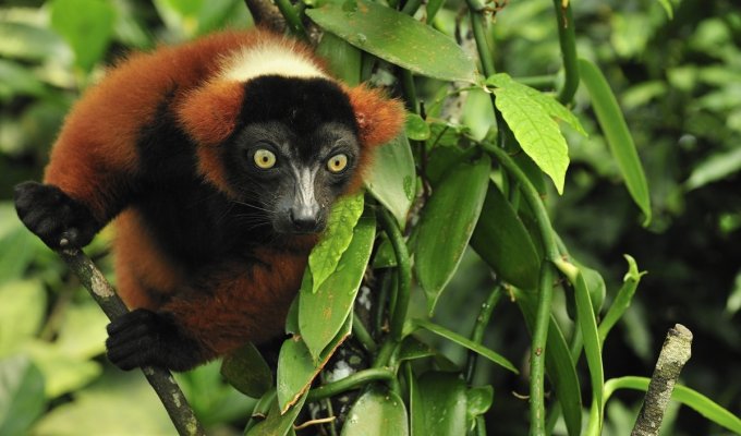 Acinananos drėgnieji atogrąžų miškai, Madagaskaras
