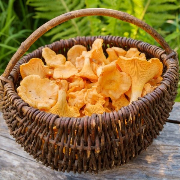 Voveraičių pintinė