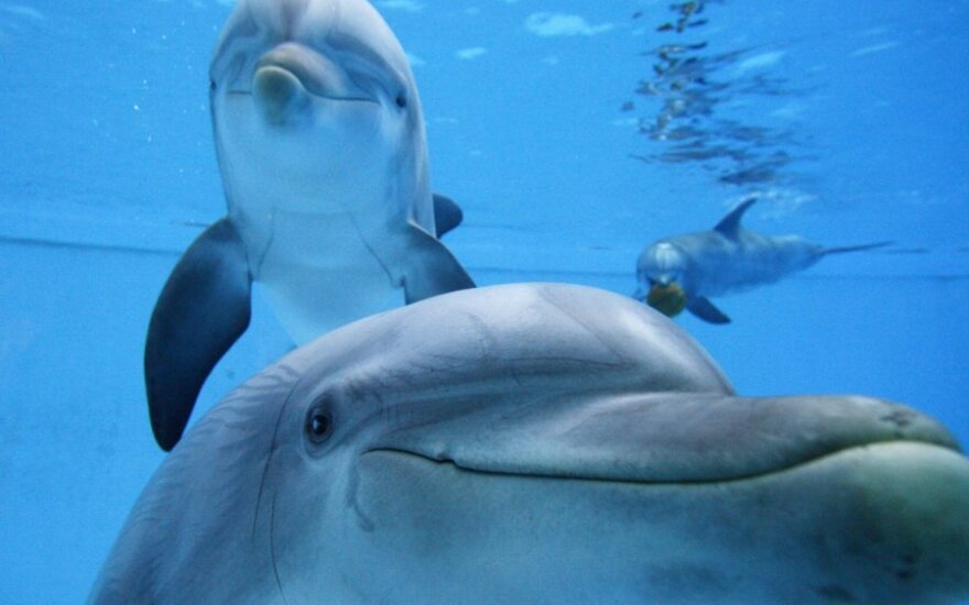 Ученные: дельфины достойны прав человека