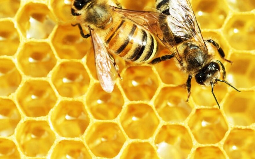 Мужчина в США выжил после укусов тысячи пчел