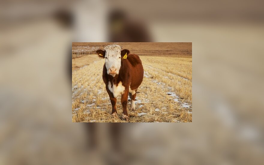 Брешь в законах ЕС: молоко потомков клонированных коров можно продавать