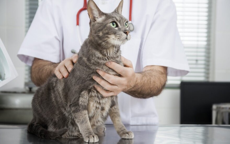 Katė veterinarijos klinikoje