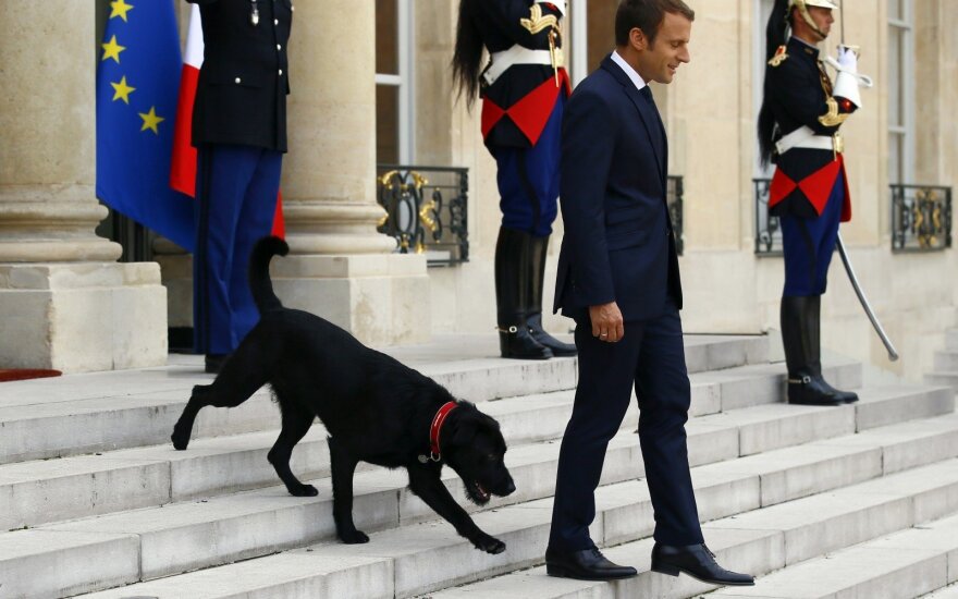Prancūzijos prezidento E. Macrono šuo Nemo.
