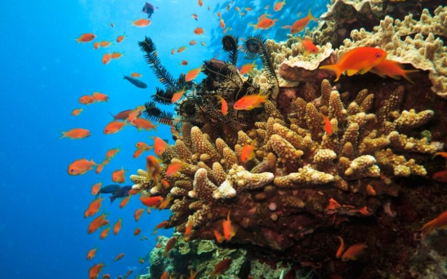 Įkuriant Koralų jūros rezervatą siekiama išsaugoti gausią Didžiojo koralų rifo gyvūniją