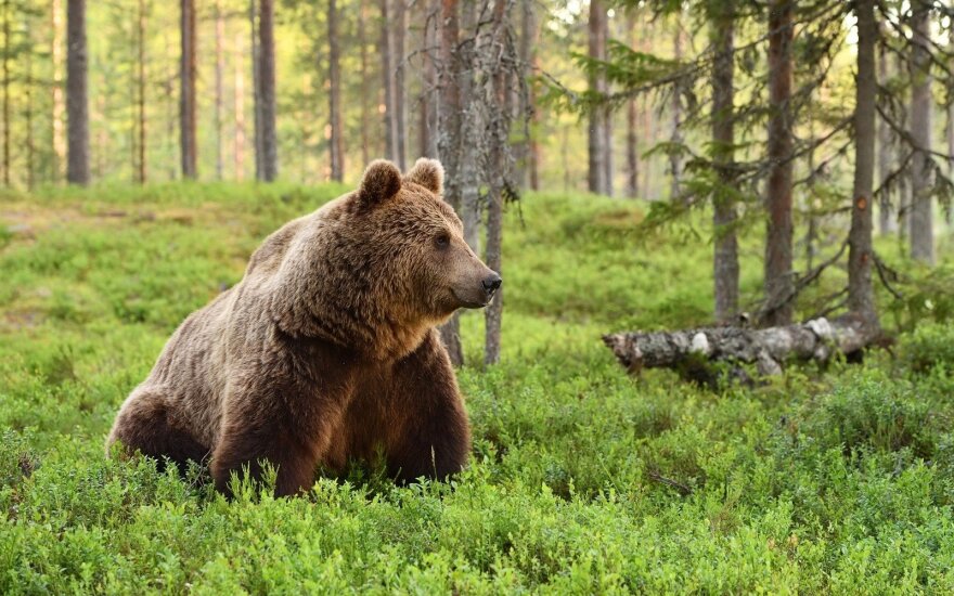 Тельшяйская мэрия предупреждает: возможно, в районе появился медведь