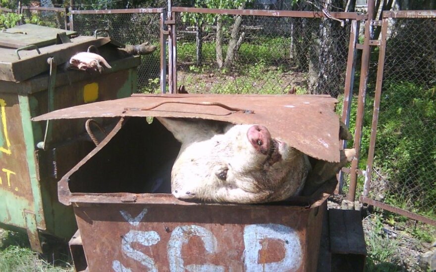 Martwe świnie w kontenerach na śmieci