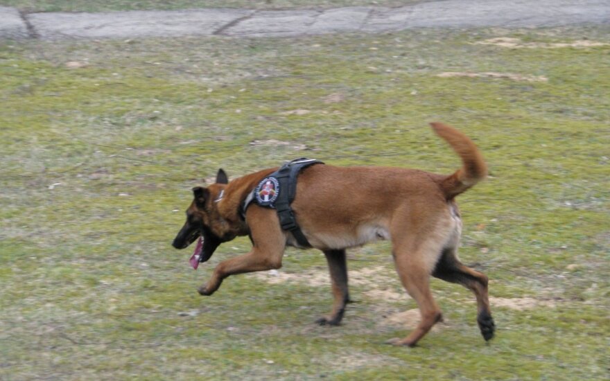 Глава МВД: служебных собак могли бы приравнять должностным лицам