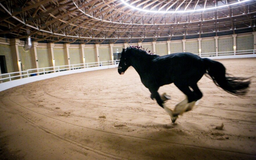 На соревнованиях по конному спорту в Беларуси погиб спортсмен