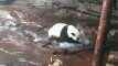 Švaros apsėsta panda - išimtis iš taisyklės