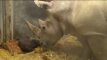 Kopenhagos zoologijos sode pasaulį išvydo raganosio mažylis