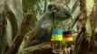Euro 2016 orakulai nevykėliai: koala ir jūrų liūtė pranašavo Vokietijos nesėkmę