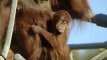 Išgyvenusi orangutano jauniklė atšventė pirmąjį gimtadienį