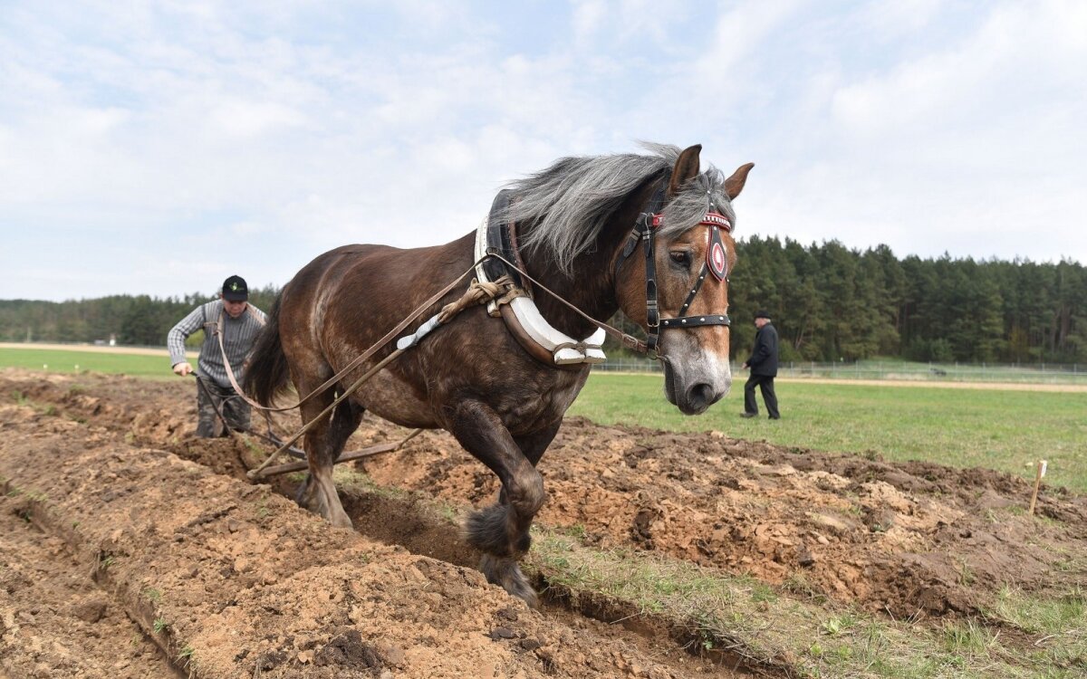 Darbo Dar Turi Ir Arkliai Kada Jie Geriau Nei Traktorius Delfi Agro