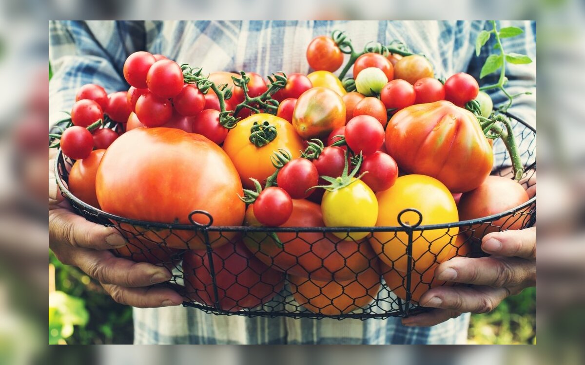 muscle fan Wrinkles Sodininkė atvirai apie pomidorų veisles: kurias būtinai augins kitais  metais, o kurios visai nepasiteisino - DELFI Gyvenimas