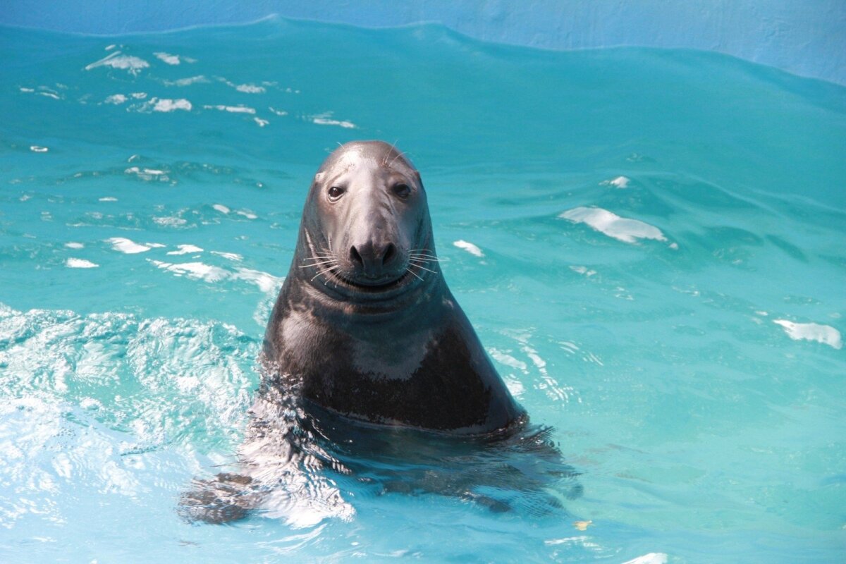 Kauno Zoologijos Sodas Turės Atsisveikinti Su Mylimu Gyventoju Ruonis Iskraustomas į Naujus Namus Grynas Lt