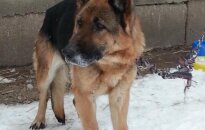 Išsekusi vokiečių aviganė buvo pririšta prie prieglaudos