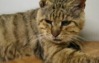 Prašo padėti katinams: jie pavargę, bet tiki žmogaus gerumu