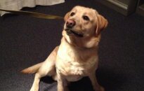 Vilniuje rastas ir dovanojamas labradoras
