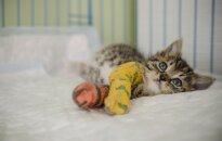 Žiauriu būdu atsikratytam Tikučiui reikia paramos gydymo išlaidoms