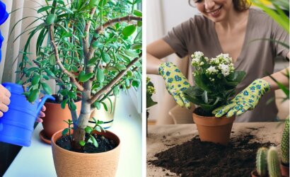 Kaip nenumarinti kambarinių augalų per atostogas: itin naudingi specialistės patarimai
