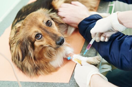Šuo pas veterinarijos gydytojus