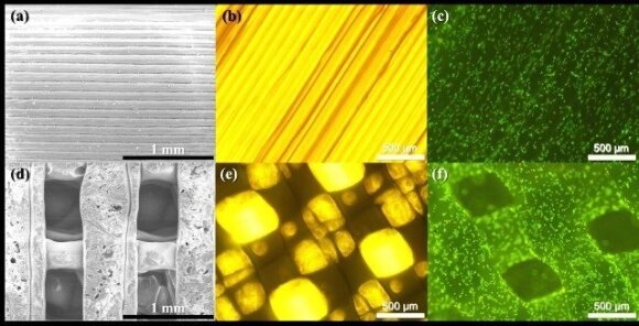 9 pav. (a) – pilno užpildymo ir (d) – 3D karkasai, pagaminti 3D spausdintuvu; vaizdai, gauti dėl SEM ; (b) ir (e) – tie patys karkasai šviesiniu bei fluorescenciniu (c) ir (f) mikroskopu; (c) ir (f) nuotraukose kamieninės miogeninės ląstelės, dažytos etid