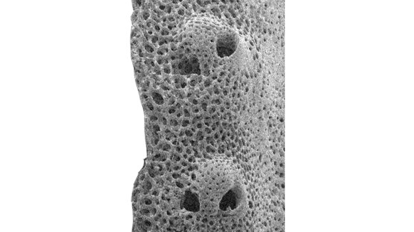 Naujai atrasta trapioji jūrų žvaigždė turi ypatingą kūno struktūrą. Ben Thuy/Natural History Museum of Luxembourg nuotr.