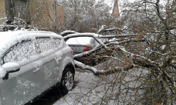 This was not the case for a long time: snow fell in Lithuania, the trees broke down again