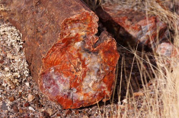 Stony trees in Arizona.