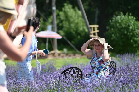 Lavender festival