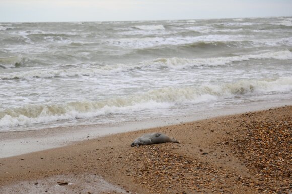 It may be too late to save the world's largest lake from disaster - millions of people will be affected