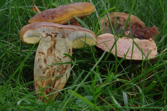 A new species of fungi // Photo by R. Iršėnaitė.