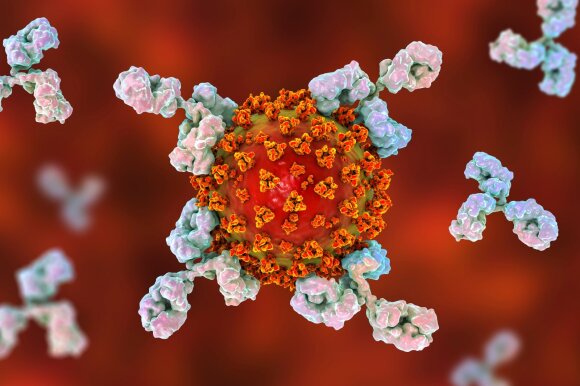 Antibodies against coronavirus. 