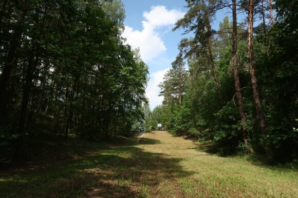 Forest in summer