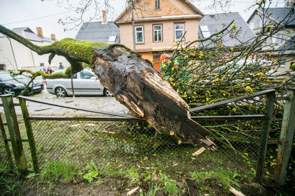 Firefighters went to remove fallen trees 71 times in the last day