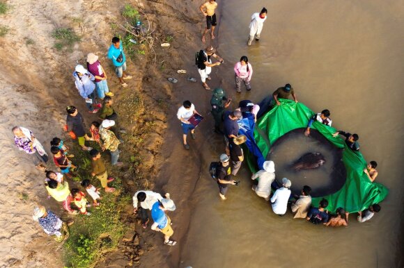 Didžiausia pasaulyje gėlavandenė būtybė sugauta Mekongo upėje. Tai 300 kg sverianti raja.
